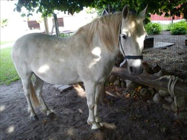 New Forest Nero  billede 9