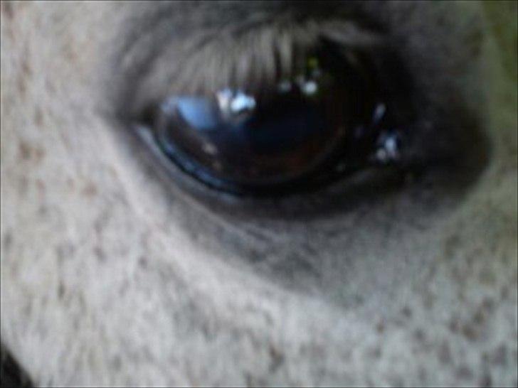 New Forest Nero  billede 12