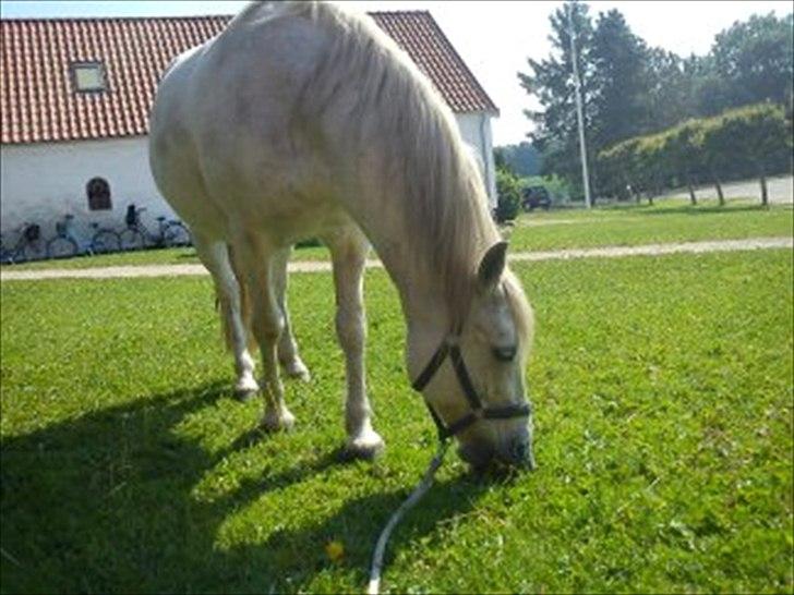 New Forest Nero  billede 13