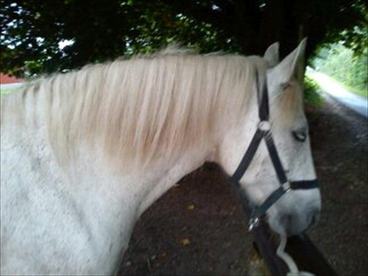 New Forest Nero  billede 15