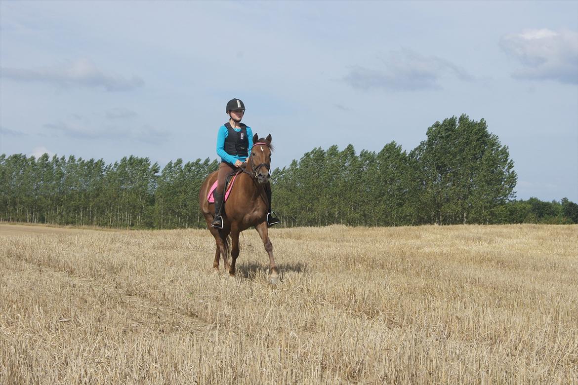 New Forest Diamond - På stubmark for første gang - det var sjovt syntes hun! billede 12