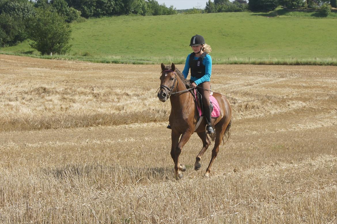 New Forest Diamond billede 13