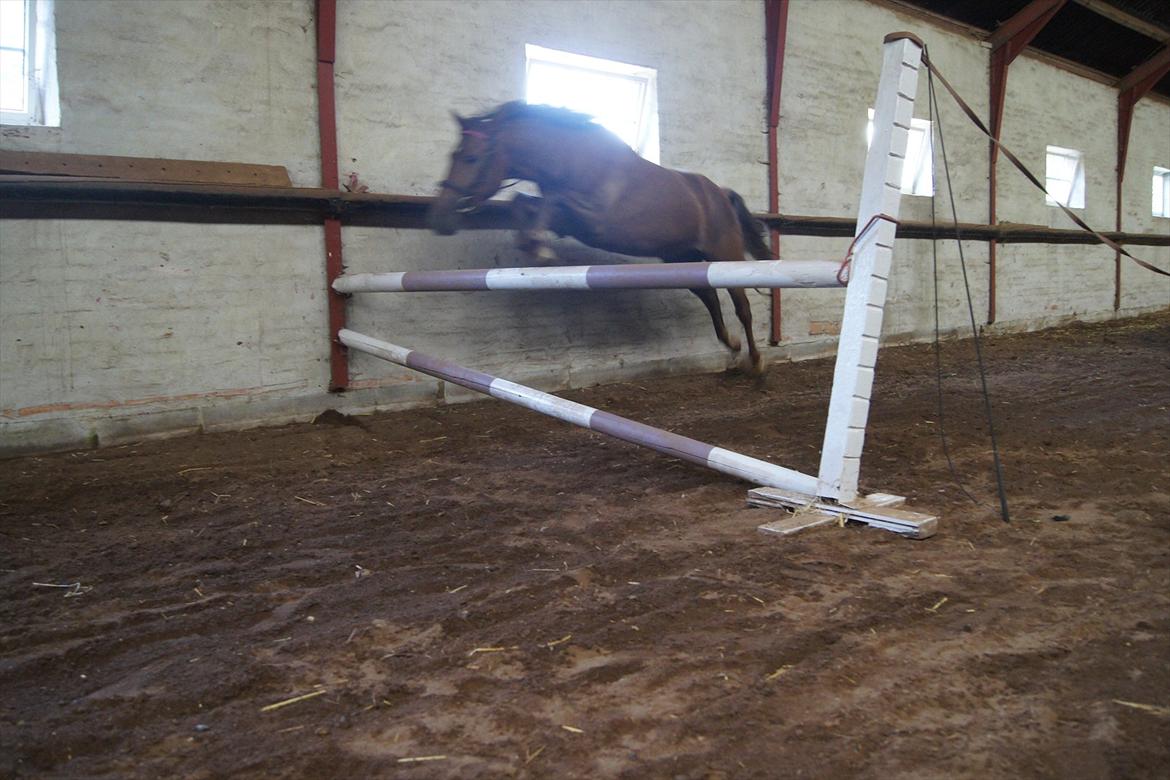 New Forest Diamond - Løsspringning billede 14