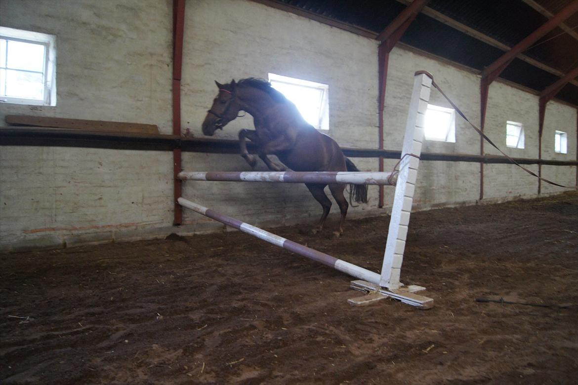 New Forest Diamond billede 15