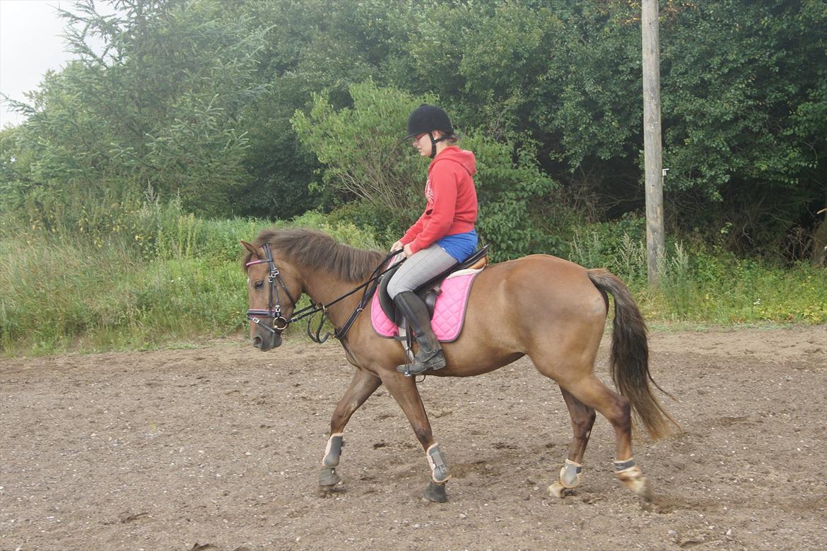 New Forest Diamond - Så begynder indspringningen billede 16