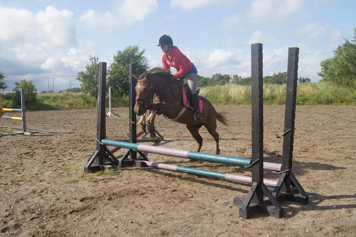 New Forest Diamond billede 19