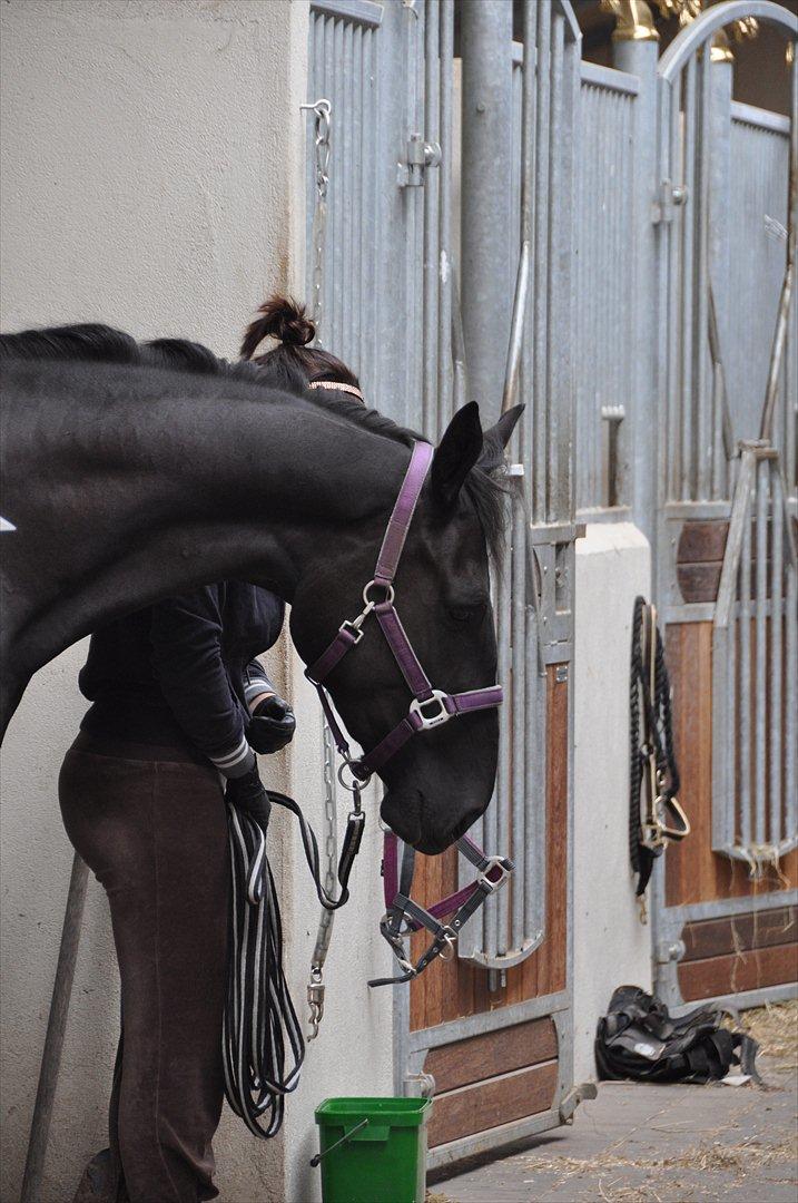Dansk Varmblod Weltisjan billede 3