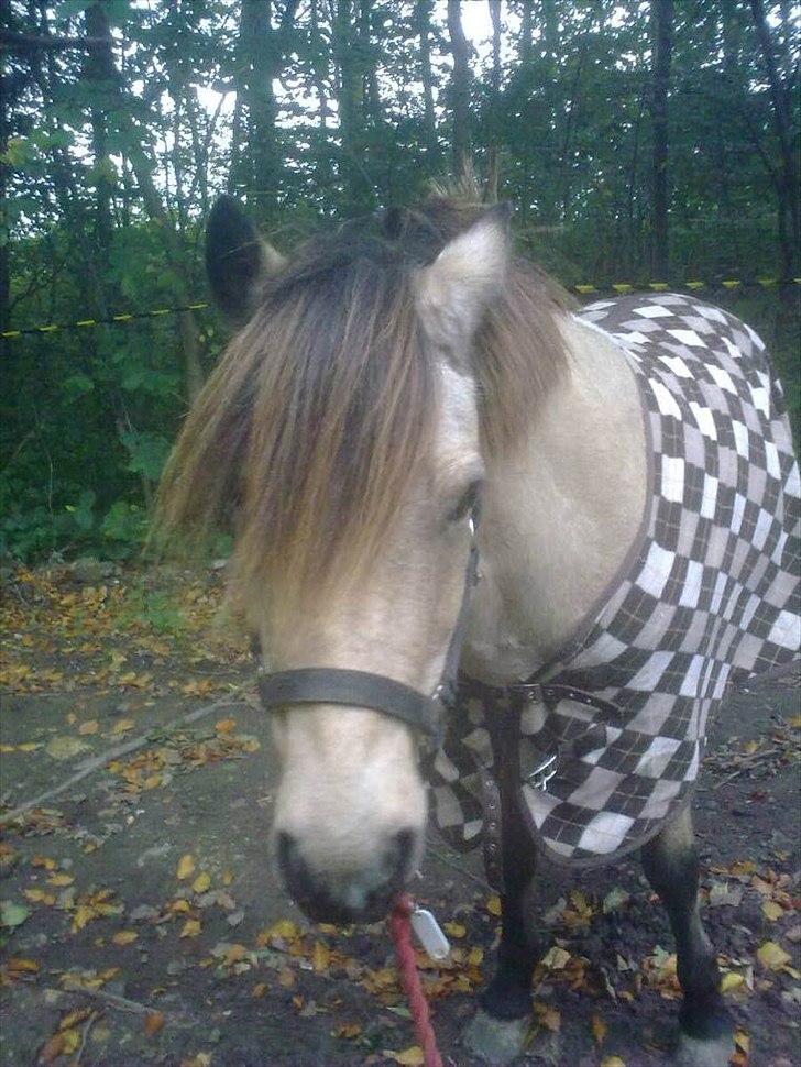 Anden særlig race Højgaard's Le-Mann - I skoven :) billede 3