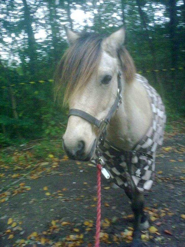 Anden særlig race Højgaard's Le-Mann - hehe i skoven igen d: <3 billede 7