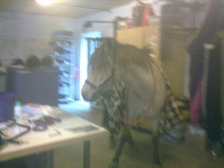 Anden særlig race Højgaard's Le-Mann - Manse på besøg i rytterstuen :D  billede 4