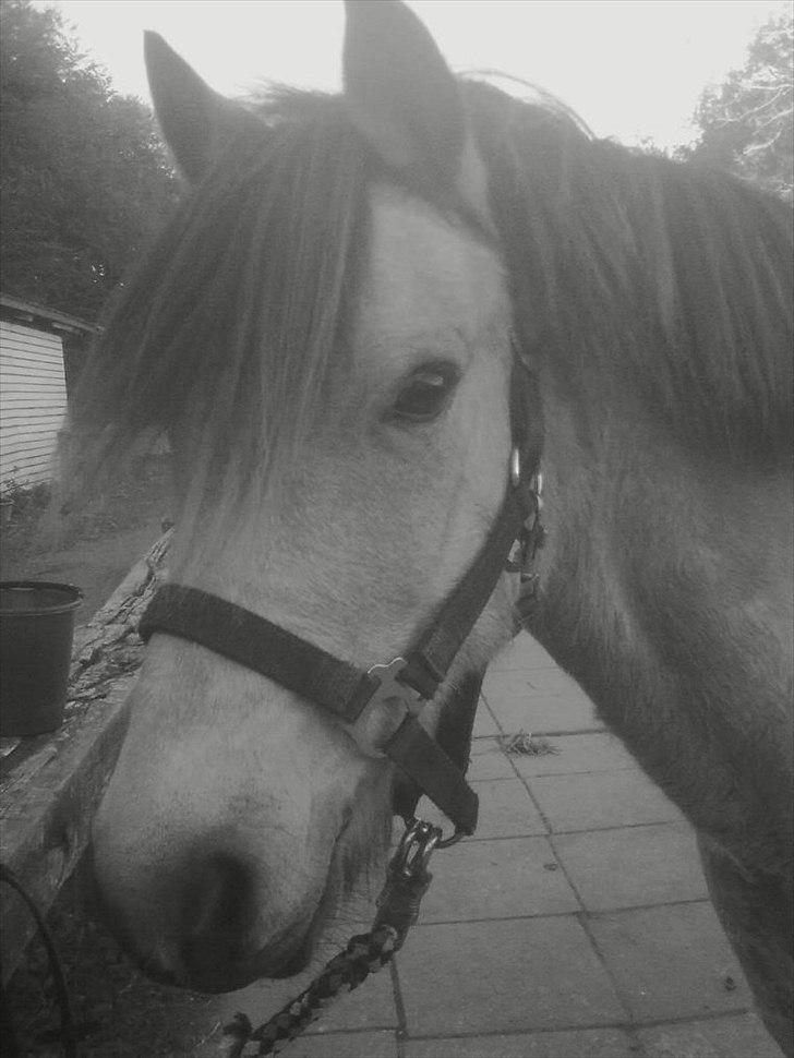 Anden særlig race Højgaard's Le-Mann - Du er lidt smuk :) billede 5