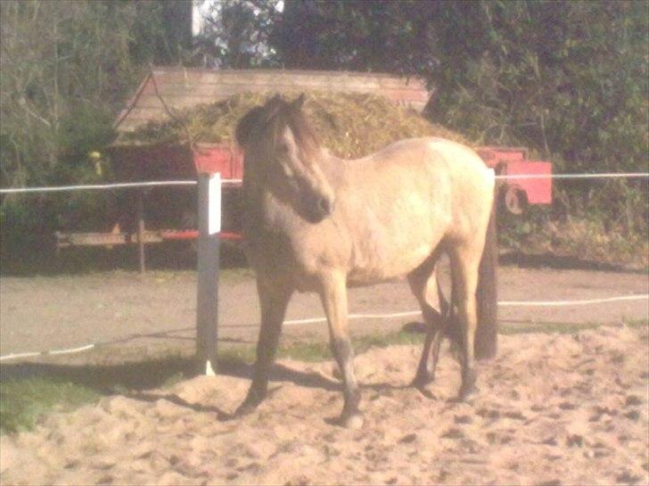 Anden særlig race Højgaard's Le-Mann billede 6