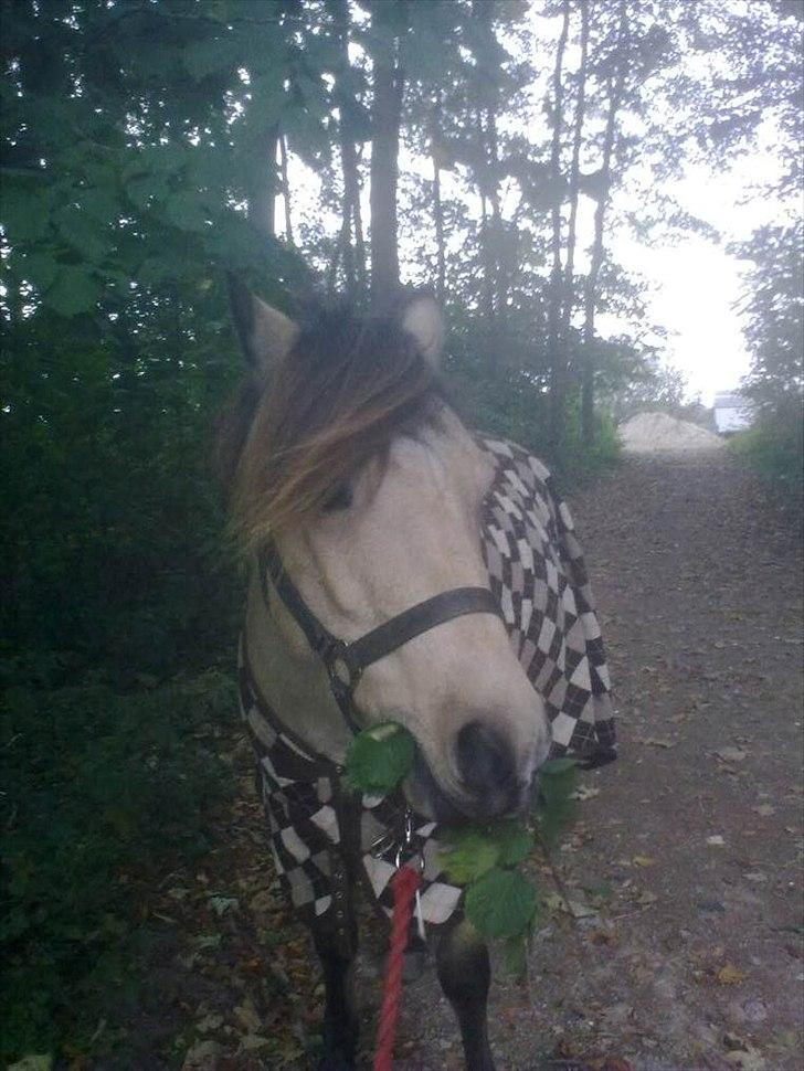 Anden særlig race Højgaard's Le-Mann billede 2