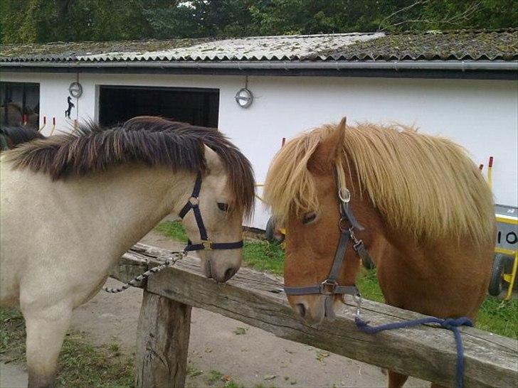 Anden særlig race Højgaard's Le-Mann - Manse&Rós billede 8