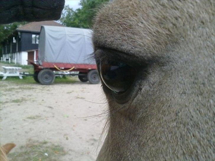 Anden særlig race Højgaard's Le-Mann - Øjeeeee:P<3 billede 9