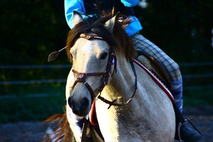 Anden særlig race Højgaard's Le-Mann billede 12