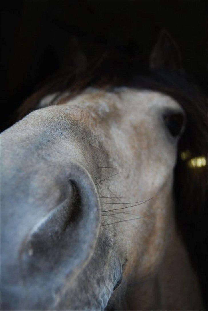 Anden særlig race Højgaard's Le-Mann billede 15