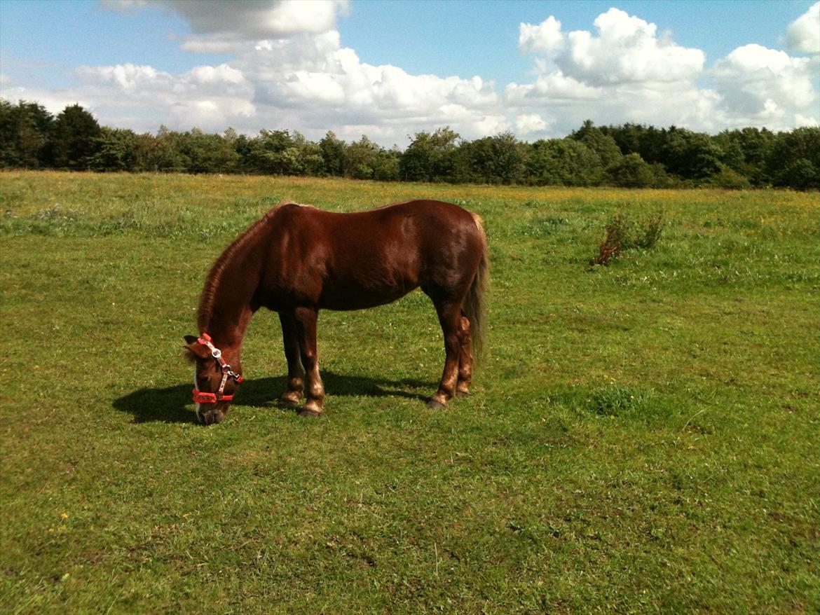 Anden særlig race Dixie ( solgt ) billede 1