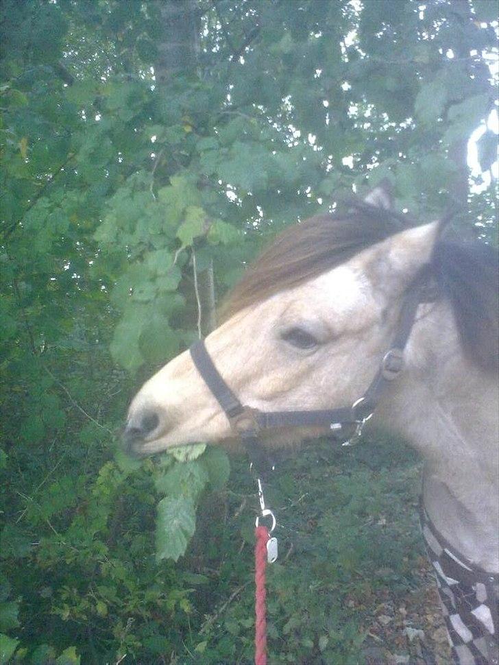 Anden særlig race Højgaard's Le-Mann billede 20