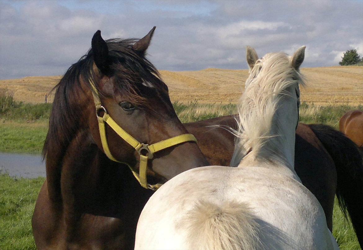 Dansk Varmblod remember me by friis billede 3