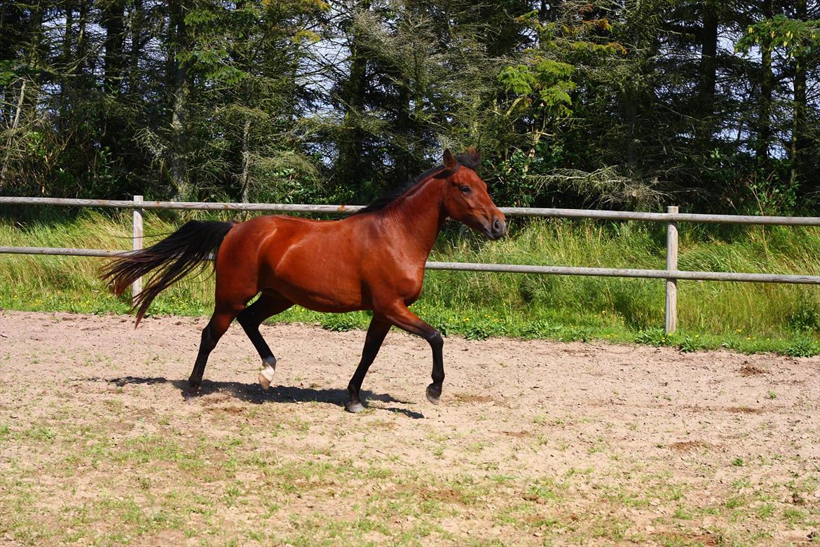 New Forest Vognmandgårdens Beverly billede 10