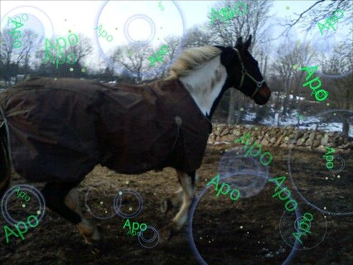 Anden særlig race Bakkes indy - love you skat!! billede 17