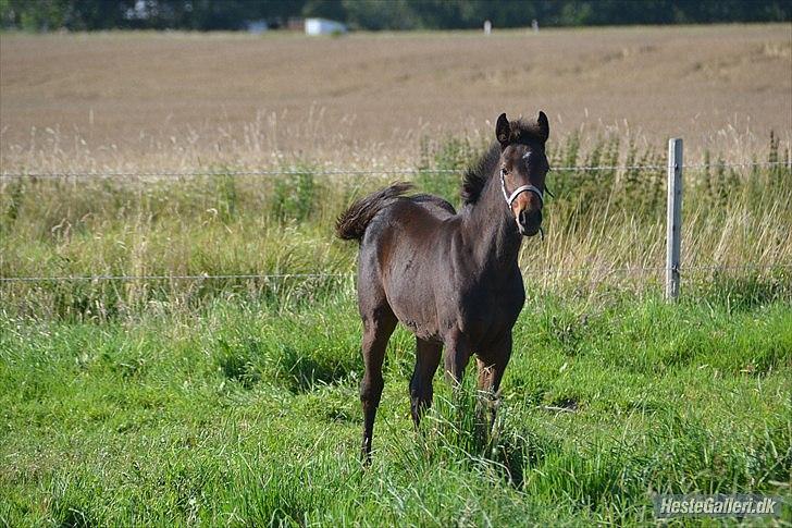 DSP LGM Bonjour miss magic - SSS-Foto billede 10