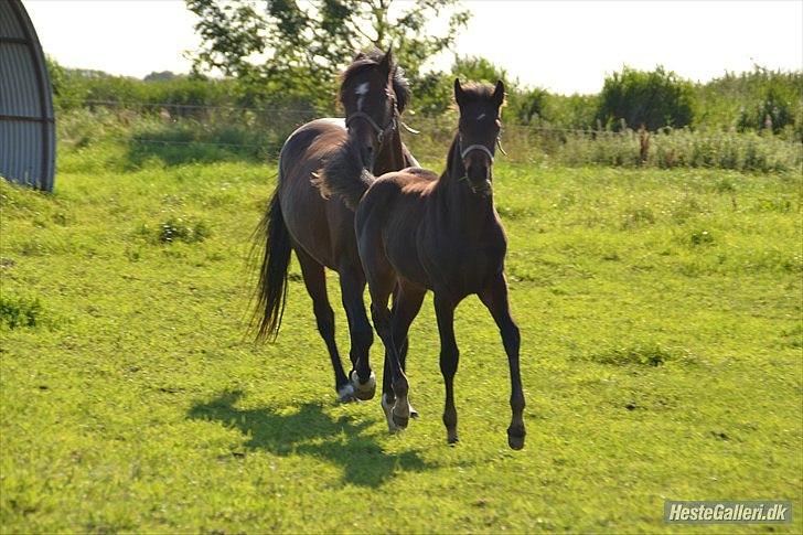 DSP LGM Bonjour miss magic - SSS-Foto billede 11