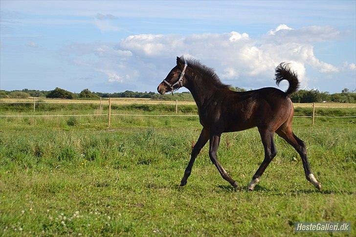 DSP LGM Bonjour miss magic - SSS-Foto billede 12