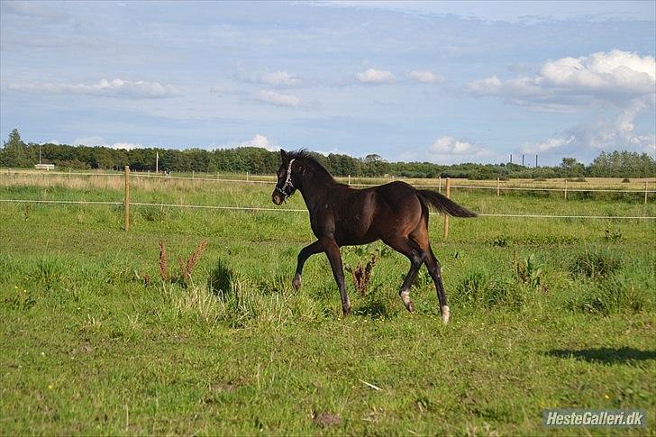 DSP LGM Bonjour miss magic - SSS-Foto billede 13