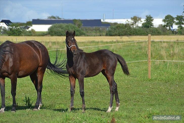 DSP LGM Bonjour miss magic - 3 måneder og jeg ser godt ud! SSS-Foto billede 14