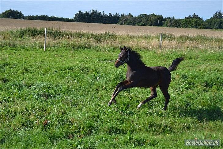 DSP LGM Bonjour miss magic - SSS-Foto billede 15