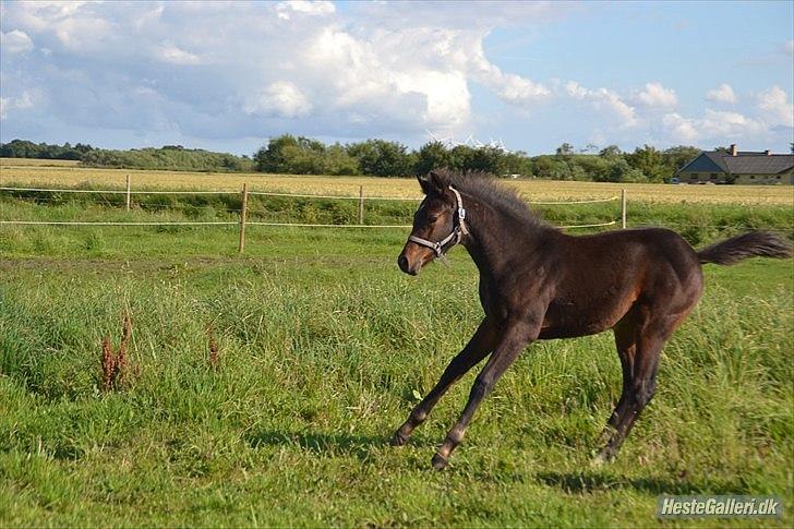 DSP LGM Bonjour miss magic - SSS-Foto billede 16