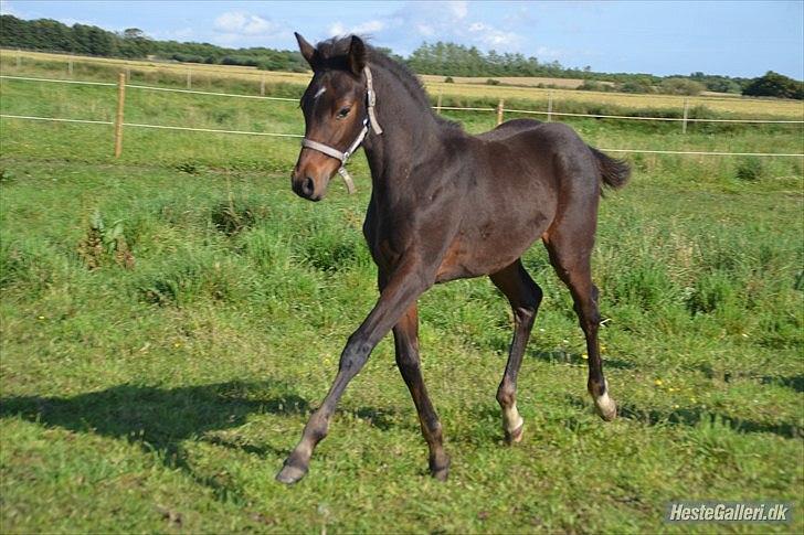 DSP LGM Bonjour miss magic - SSS-Foto billede 17