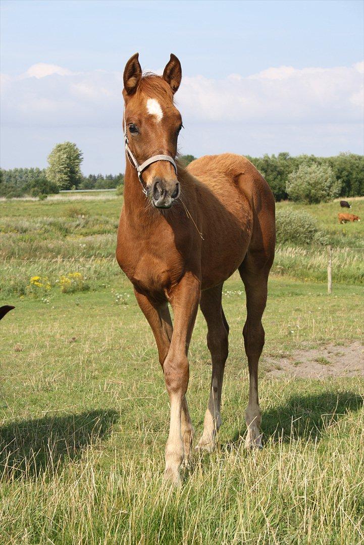 Anden særlig race Wisdoms Ameera ''SOLGT* - Ameera <3
D 2 august 2011
Foto : Rebecca Jakobsen billede 8