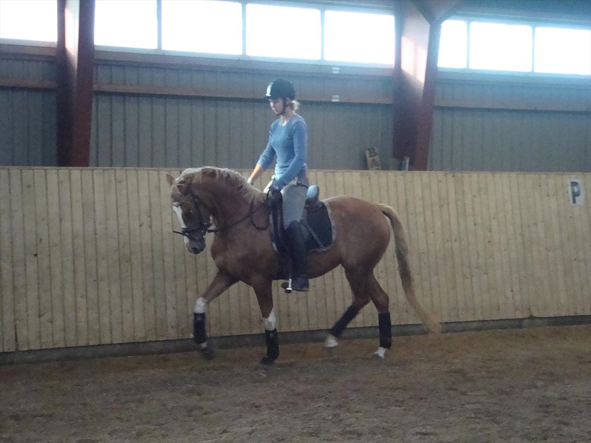 DSP Vadsager´s Carmen Rosa billede 12