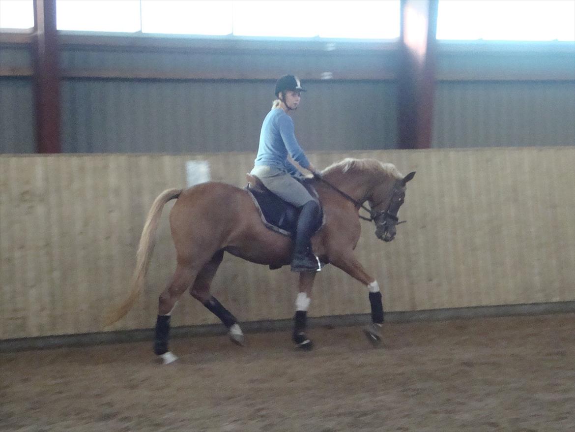 DSP Vadsager´s Carmen Rosa billede 13