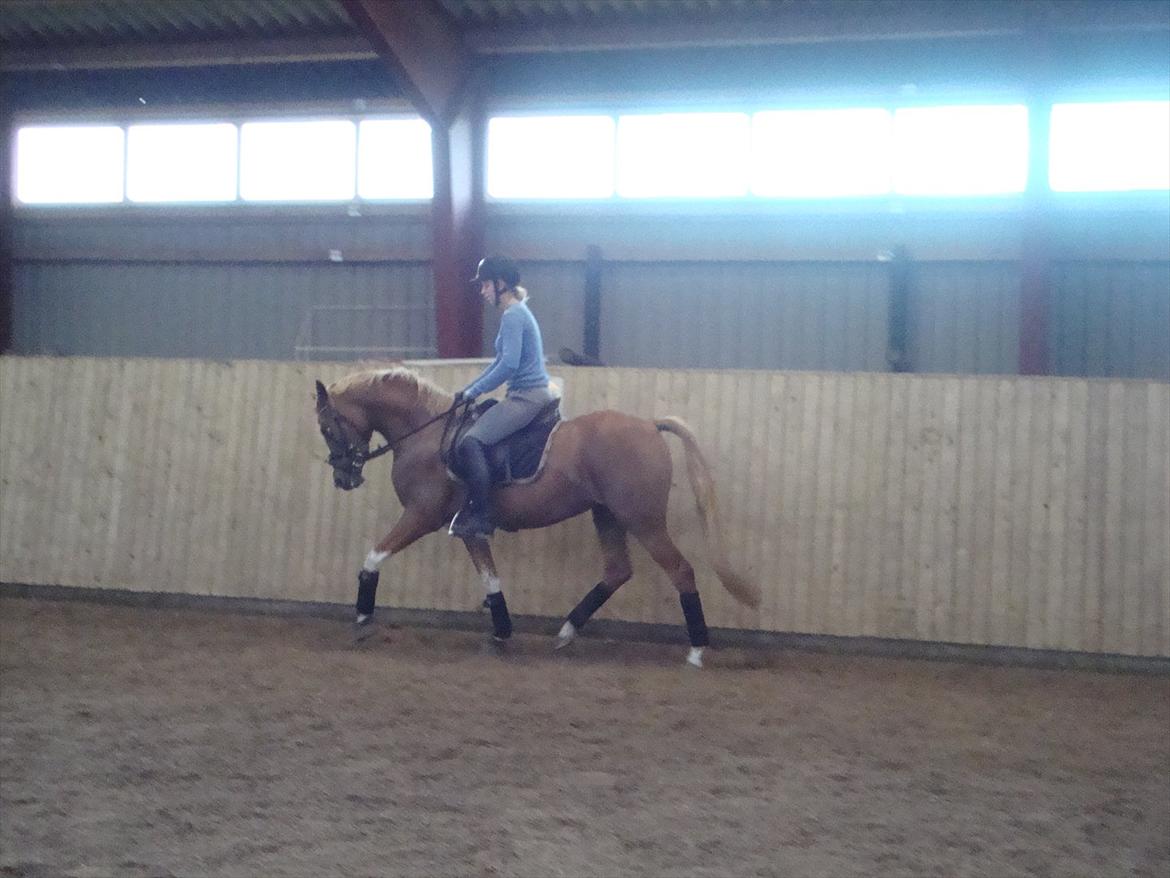 DSP Vadsager´s Carmen Rosa billede 14