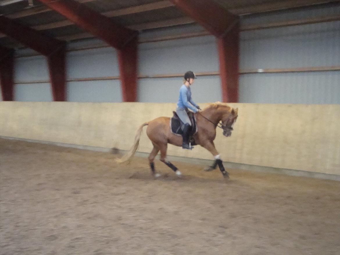 DSP Vadsager´s Carmen Rosa billede 15