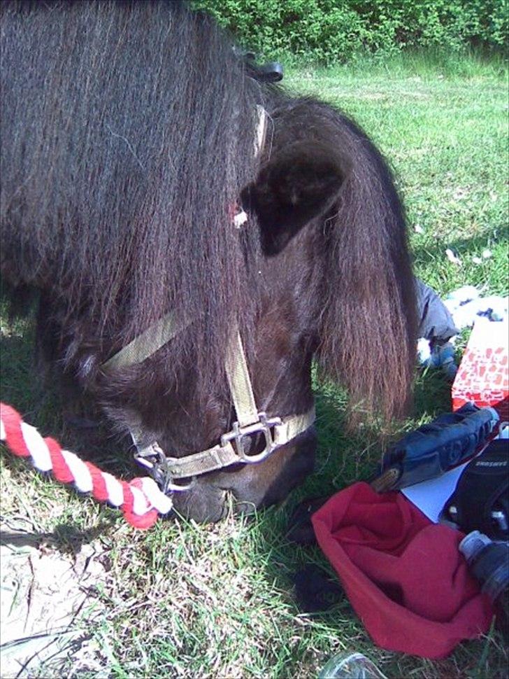 Shetlænder Fredag - min elskede Fredag elsker græs! i det hele taget mad! billede 2