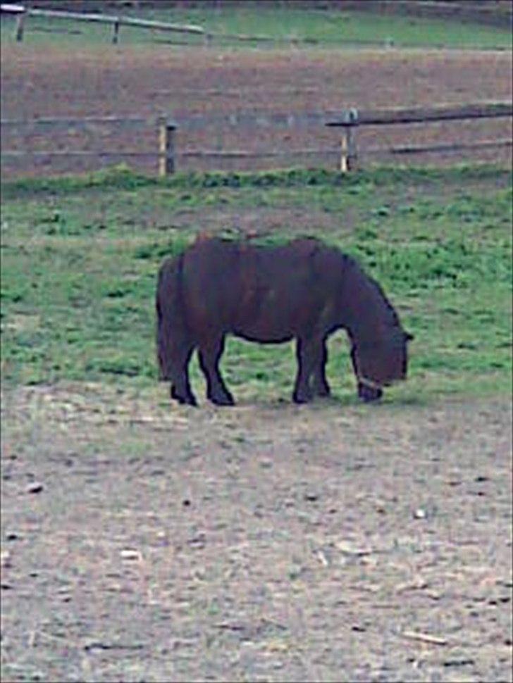 Shetlænder Fredag - på folden billede 1