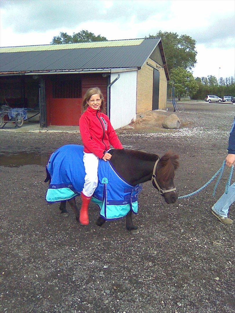 Shetlænder Fredag - dagen efter DM 2009 billede 3