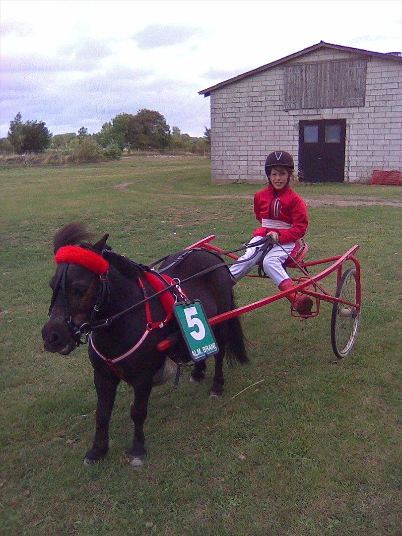 Shetlænder Fredag - DM 2008 billede 4