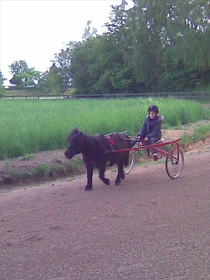 Shetlænder Fredag - lille tur på banen billede 5