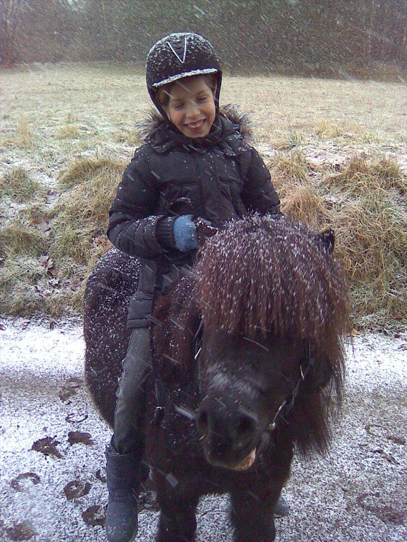 Shetlænder Fredag - ridetur i snevejr billede 6