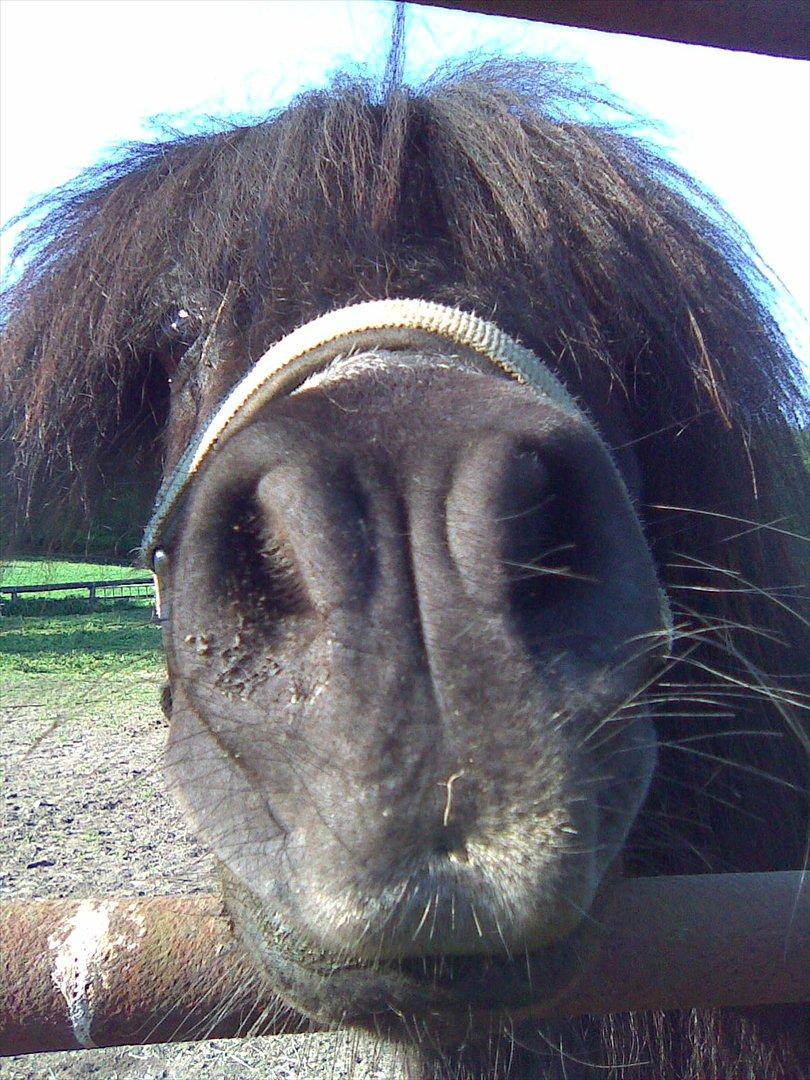 Shetlænder Fredag - "hva' har du der? ka' det spises? billede 7