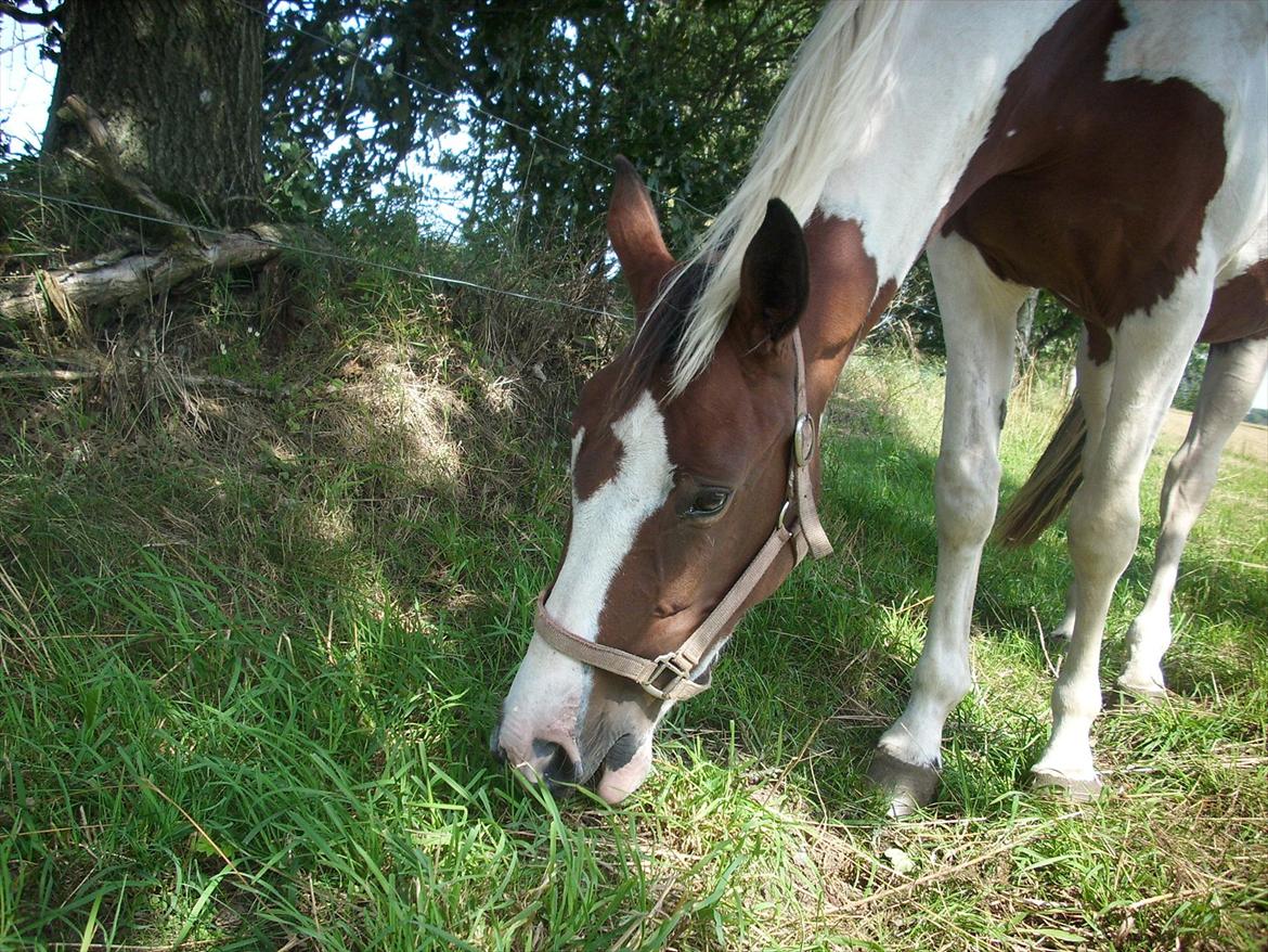 Pinto Isabella (Vi passed ikke sammen øv) <3 - Skøre Isabella græs er vist bare hende. <3 billede 4