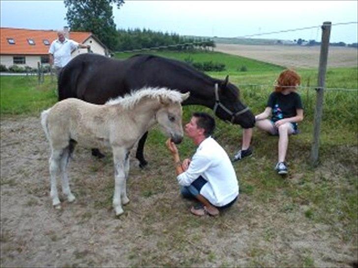 Islænder Djarfur fra Egelyst billede 11