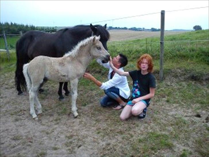 Islænder Djarfur fra Egelyst billede 12