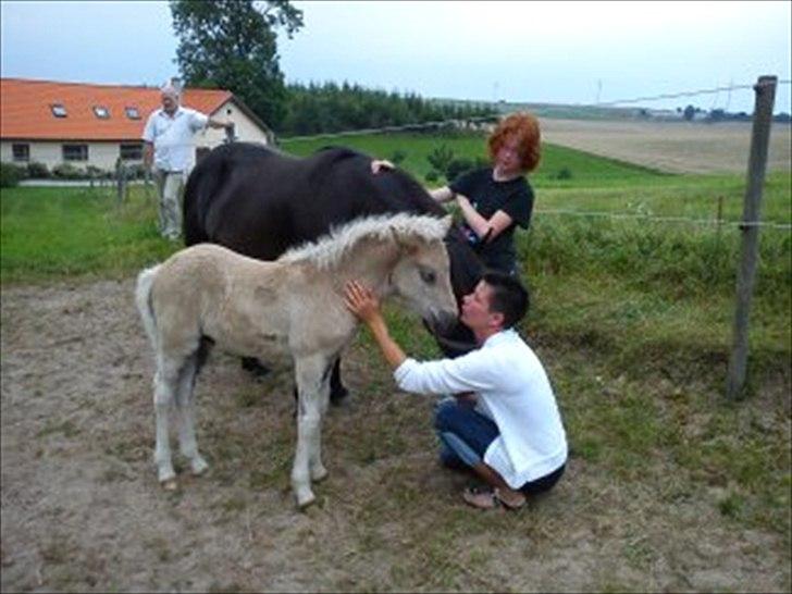Islænder Djarfur fra Egelyst billede 13
